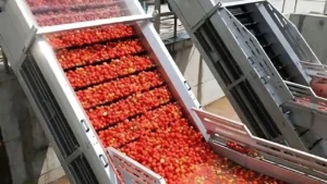 Read more about the article How To Make Tomato Sauce Step by Step in a Factory