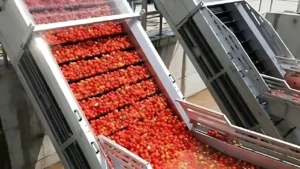 Read more about the article How is ketchup made: truth, background, history, facts and production